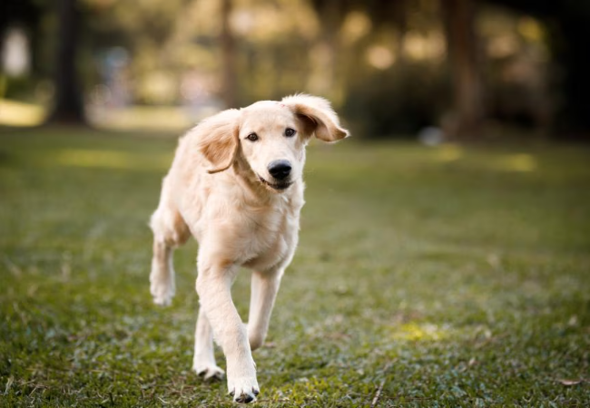 Your Puppy at 6–9 Months 2025: Vet‑Reviewed Guide to Adolescent Growth & Care 🐾