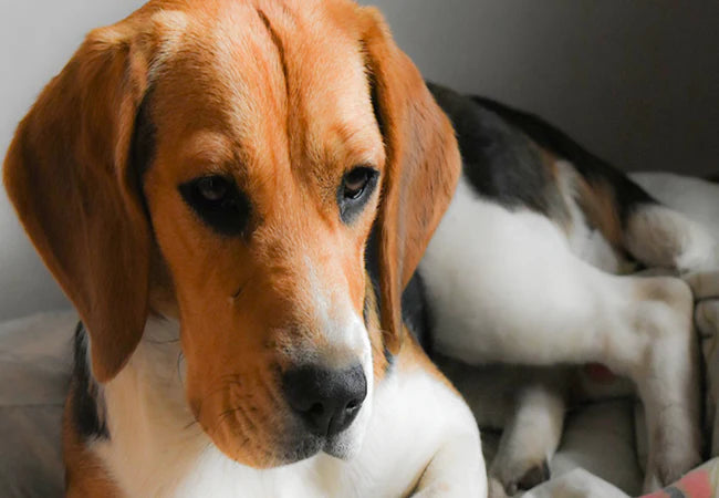 Zinc Toxicity in Dogs 2025: Veterinary Guide 🩺🐾