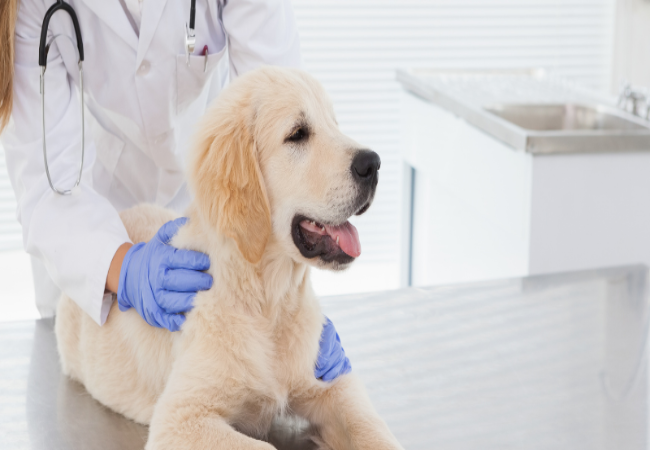 Zoonotic Diseases in Urban Pets: What Every Owner Should Know 🐶