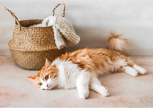 🐾 Vet Guide 2025: Pregnancy Termination in Dogs & Cats by Dr Duncan Houston