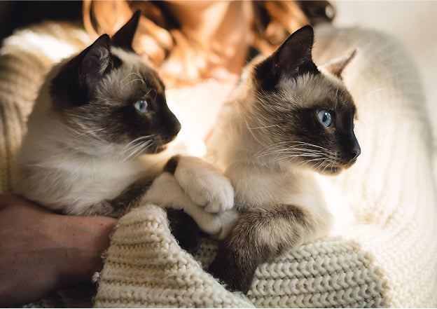 Ataxia in Dogs and Cats: Understanding, Diagnosing & Supporting 🐾 | Vet Guide 2025