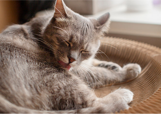 Ataxia in Dogs and Cats: A Vet’s 2025 Guide to Wobbly Walking, Diagnosis & Recovery 🐶🧠🐱