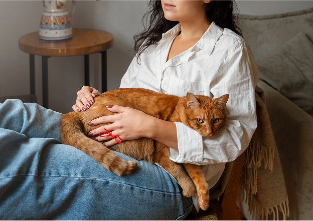 Valley Fever in Pets: A Vet’s 2025 Guide to Coccidioidomycosis in Dogs and Cats 🐾🌵