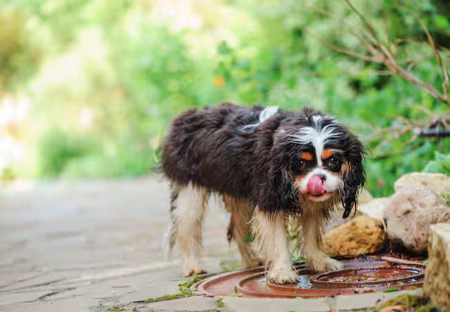 🌸 20 Spring Dangers That Could Harm Your Pet in 2025 🐾