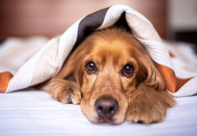 Fanconi Syndrome in Dogs: Causes, Signs & Management