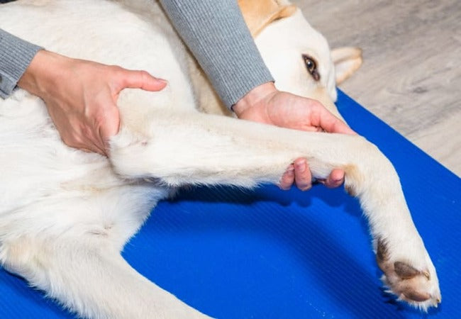 🦴 7 Proven Ways to Prevent and Treat Canine Knee Injuries in 2025 🐾