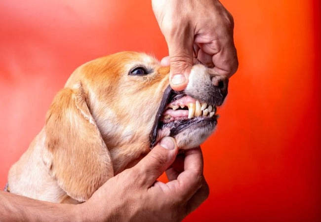2025 Vet Guide: Red Gums in Dogs – Causes, Diagnosis & When to Seek Help 🐶🔥