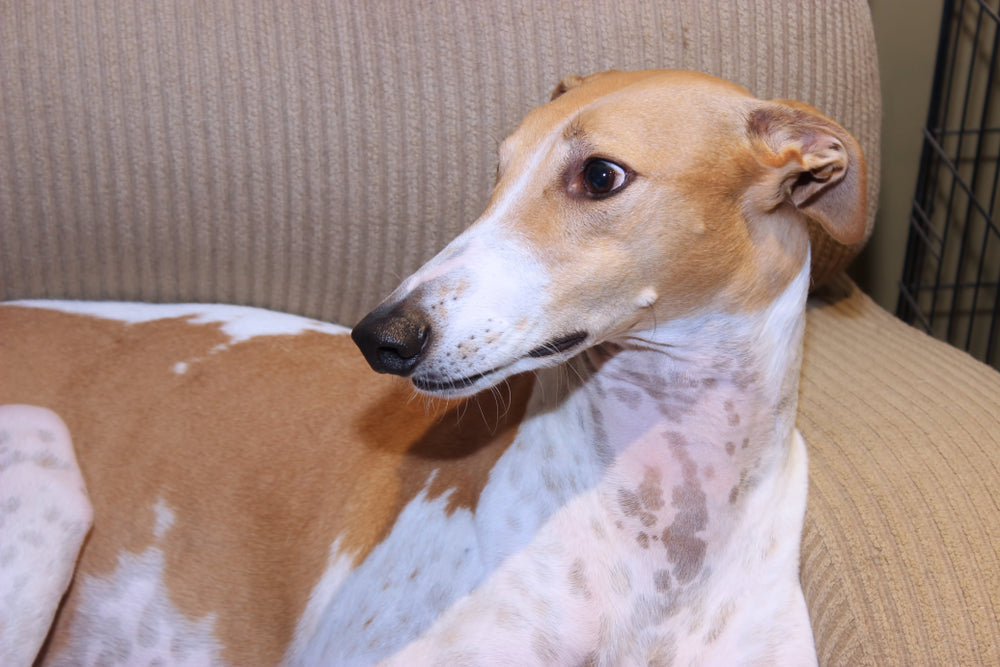 Levothyroxine for Dogs and Cats