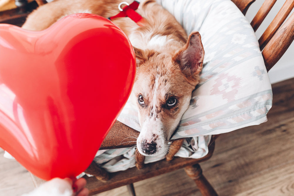 Heart-Healthy Benefits of Hawthorn Berries for Pets ❤️🌿🐶🐱