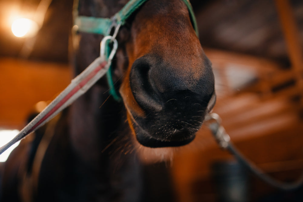Nasal Discharge in Horses