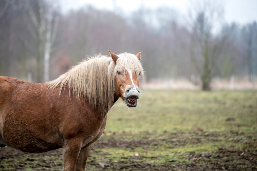 Why Does My Horse Have Mouth Ulcers?