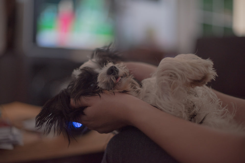 Meloxicam for Dogs and Cats
