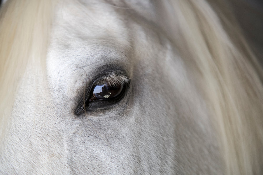 Moon Blindness in Horses: Signs, Treatment, and When To Worry