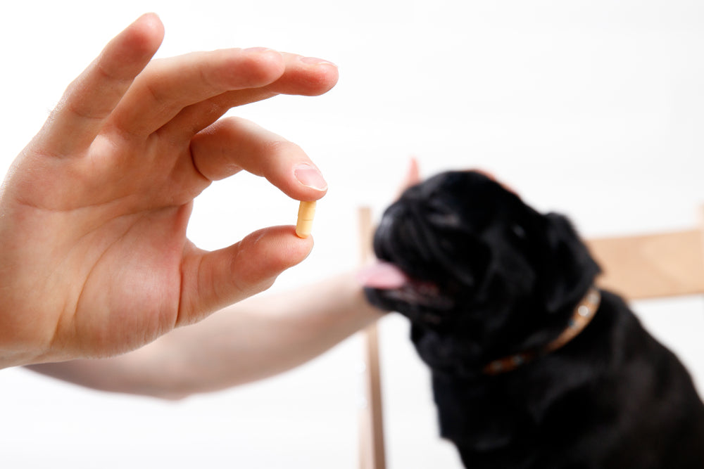 Ciprofloxacin for Dogs and Cats