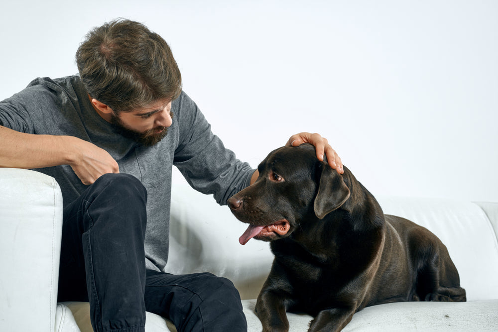 🐕‍🦺💙 Common Health Concerns for Large Breed Dogs and How to Support Them 🦴🐾