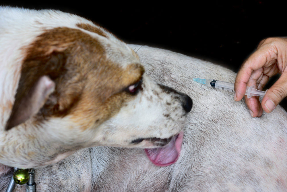 🐾 Signs of Liver Shunt in Dogs and What You Can Do to Help 🧡🐶
