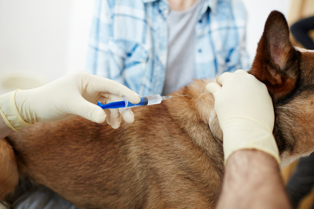When Behavior Breaks the Bond: Understanding Behavioral Euthanasia