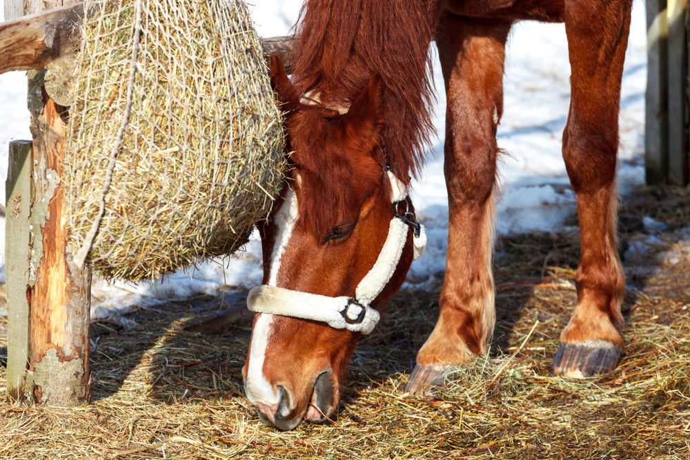 Is Alfalfa Good for Horses? Benefits, Risks and How Much to Feed