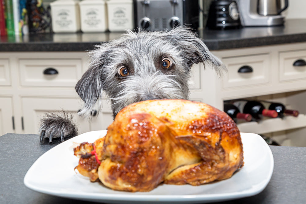 Safe Ways to Share Thanksgiving Turkey With Your Dog 🦃🐶✨