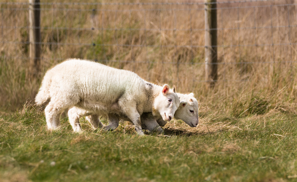 Early Weaning of Lambs