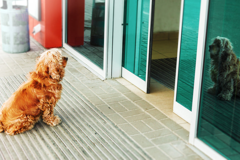 🐾💔 Separation Anxiety in Pets and the Best Ways to Comfort Them While You’re Gone 🐶🐱