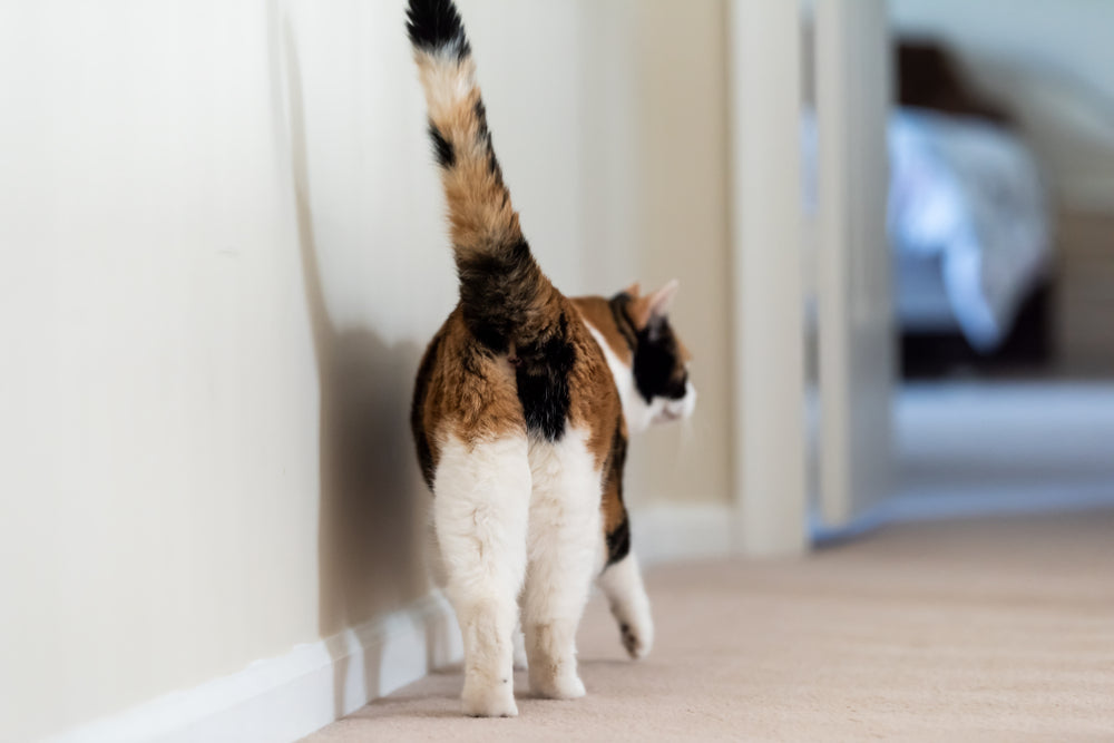 How to Express Anal Glands in Cats