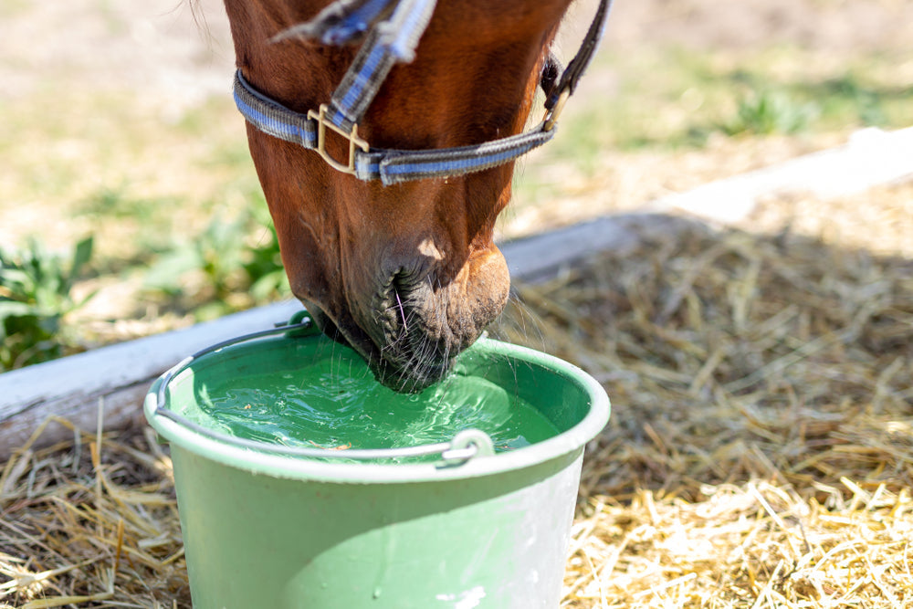 Horse Water Quality: What to Test and When Water Is Unsafe