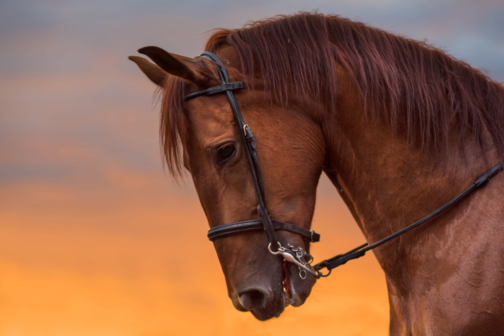 How Do You Treat an Untouchable Horse? Safe Handling, Sedation and Training