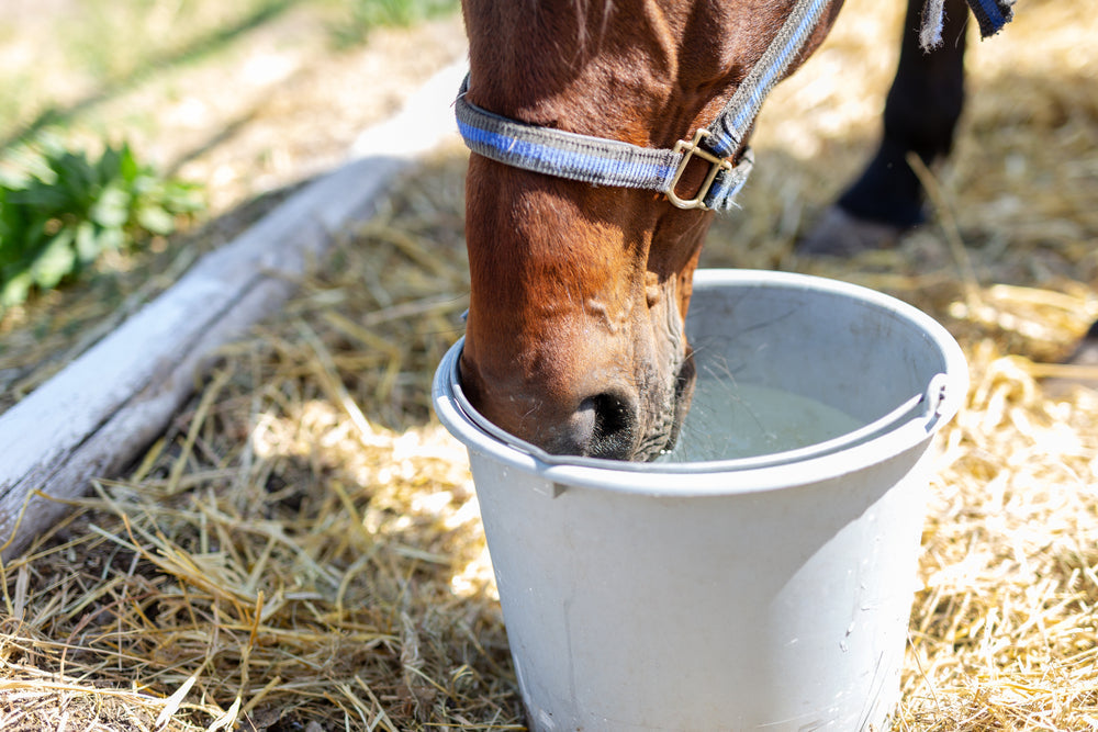Can Flavoring Water Help Horses Drink More?