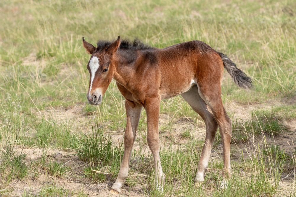 When Should Foals Be Vaccinated? First-Year Schedule and Booster Timing