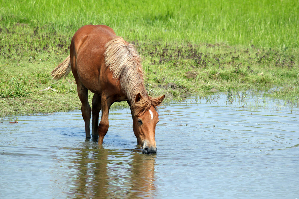 Electrolyte Supplementation in Horses