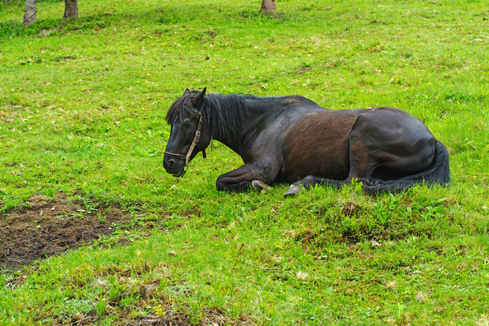 Sleep Problems in Horses
