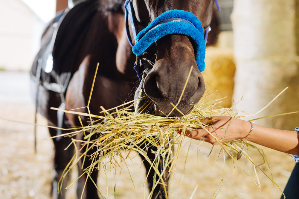 Why Horse Feed Should Be Weighed, Not Scooped