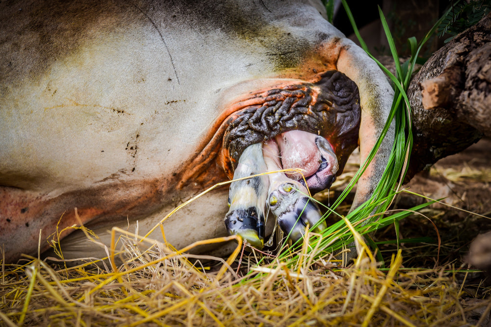 Is Embryo Transfer in Cattle Profitable?
