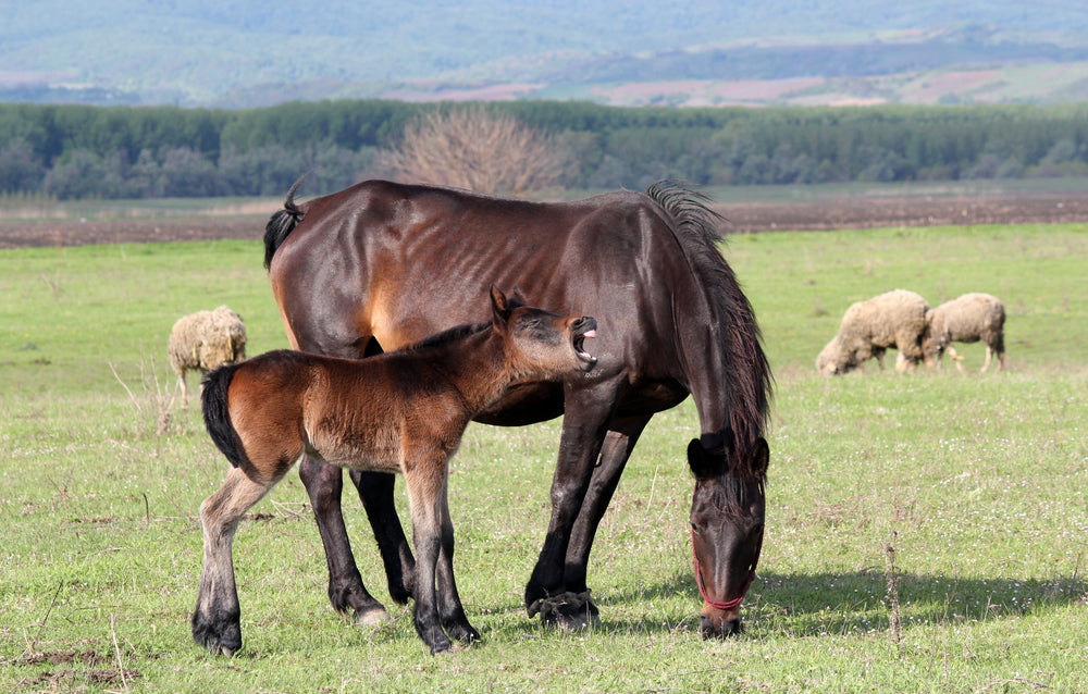 What Is Grass Hay for Horses?