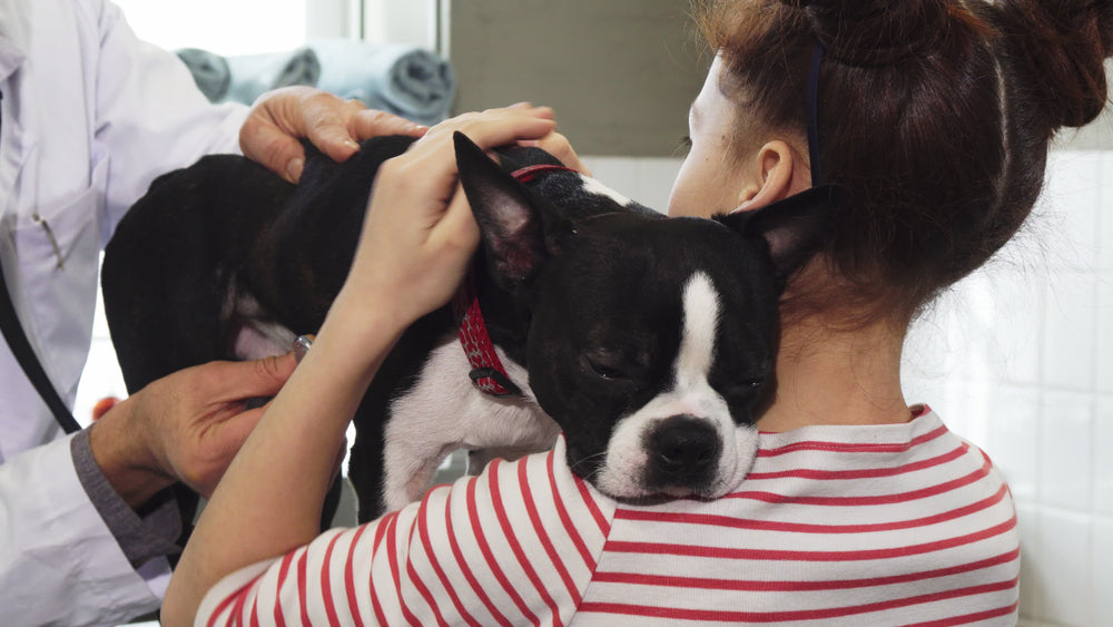 Preventing Health and Safety Crises in Pets