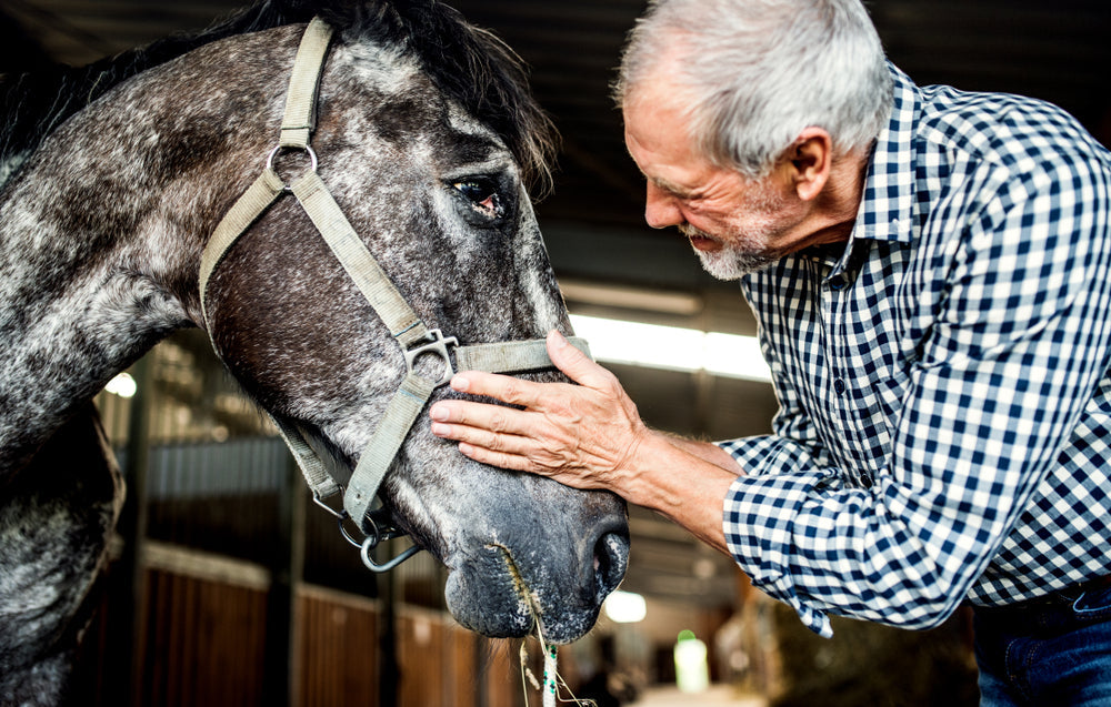 Horse Fever: What Temperature Is Too High and When Should You Call a Vet?