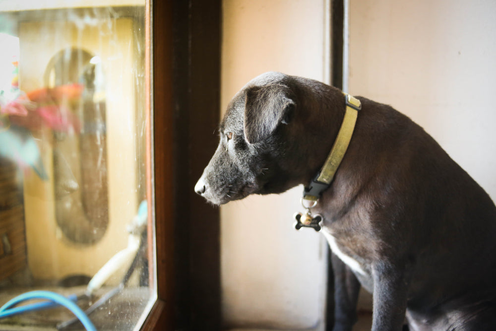 🐾💛 Signs Your Dog Has Anxiety and How to Help Them Feel Calm and Confident 🐶