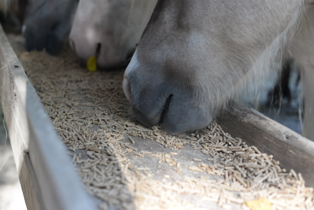 Investigating Weight Loss in Horses