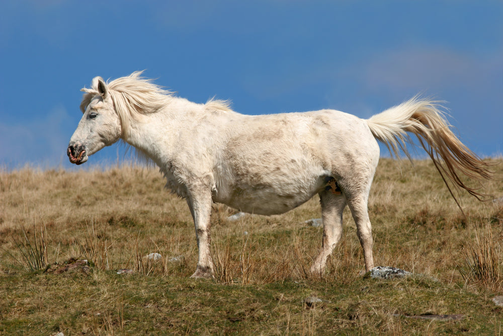 Can You Ride a Mare in Early Pregnancy?