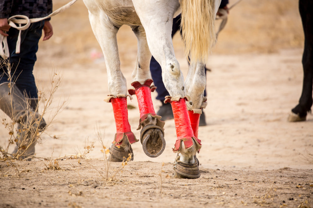 Pastern Dermatitis in Horses