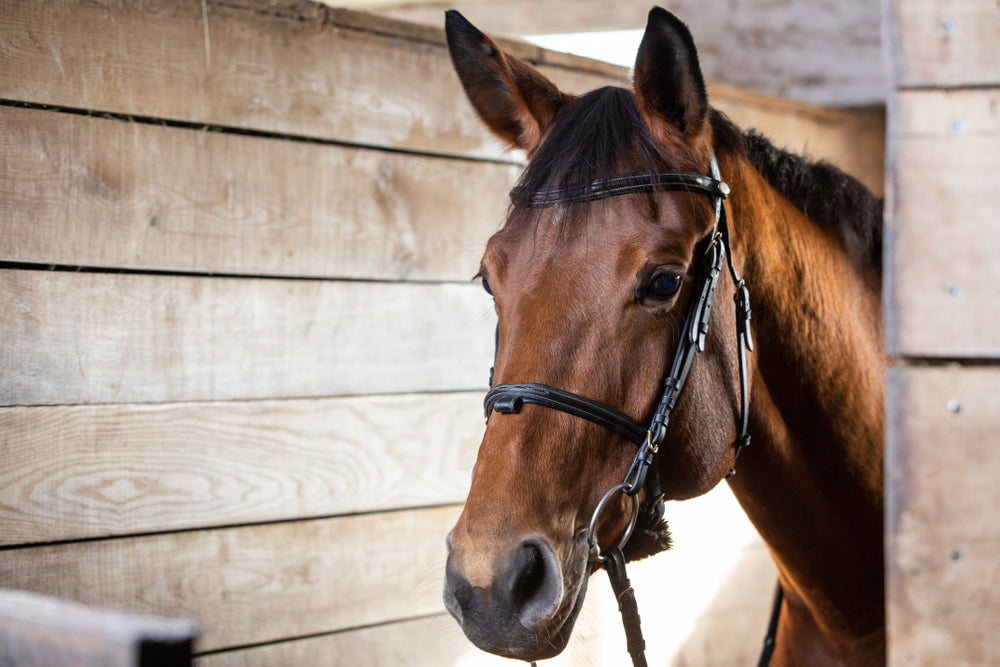 Horse Ear Canal Problems: Signs, Causes, and When To Call a Vet