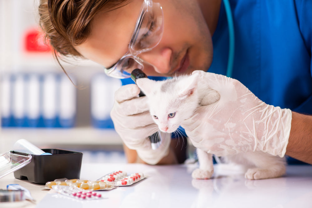 Sulfadimethoxine (Albon) for Dogs and Cats