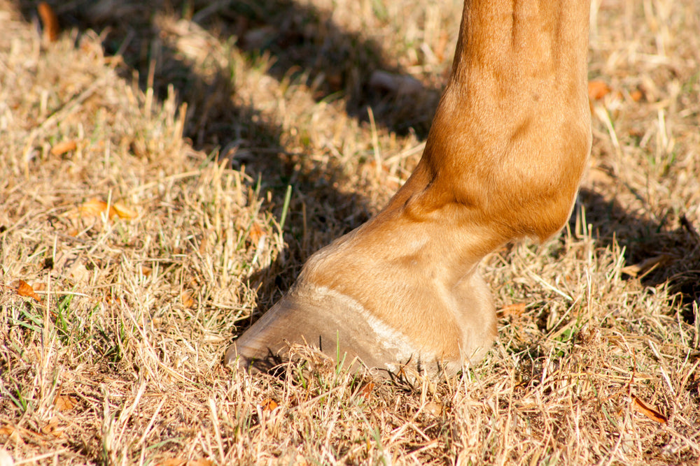 How To Treat Thrush in Horse Hooves
