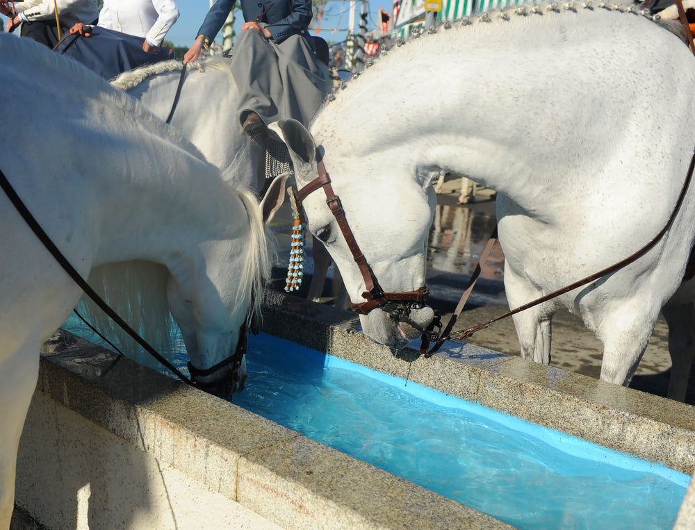 Water Quality Testing for Horses