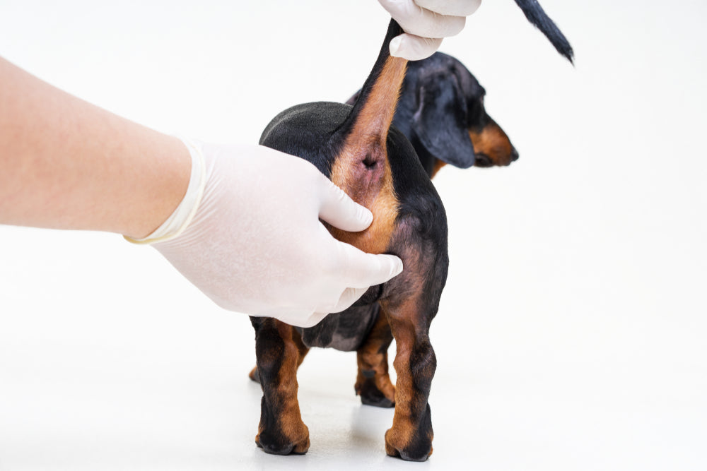 How to Express Anal Glands in Dogs