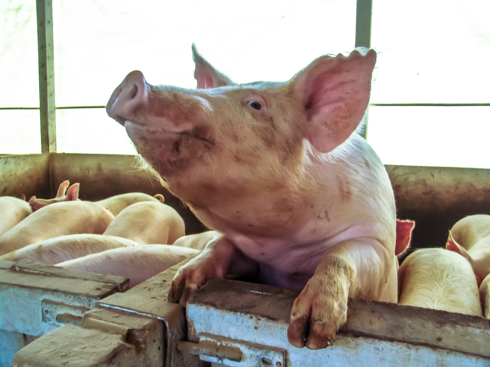 Pig Behaviour and Aggression