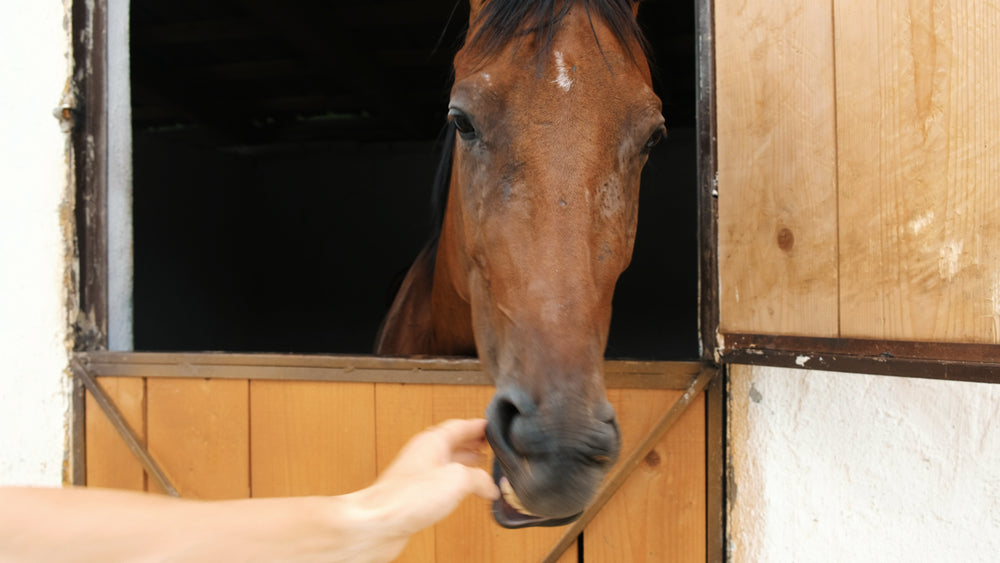 When Is Horse Feed Too Old?