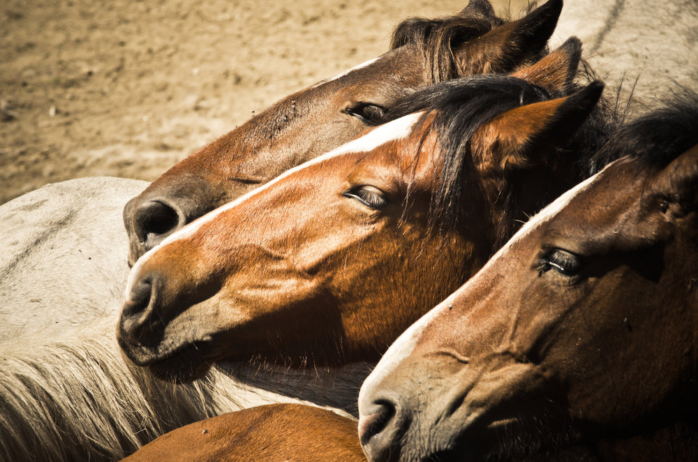 Big Head Disease in Horses: Signs, Causes and Treatment