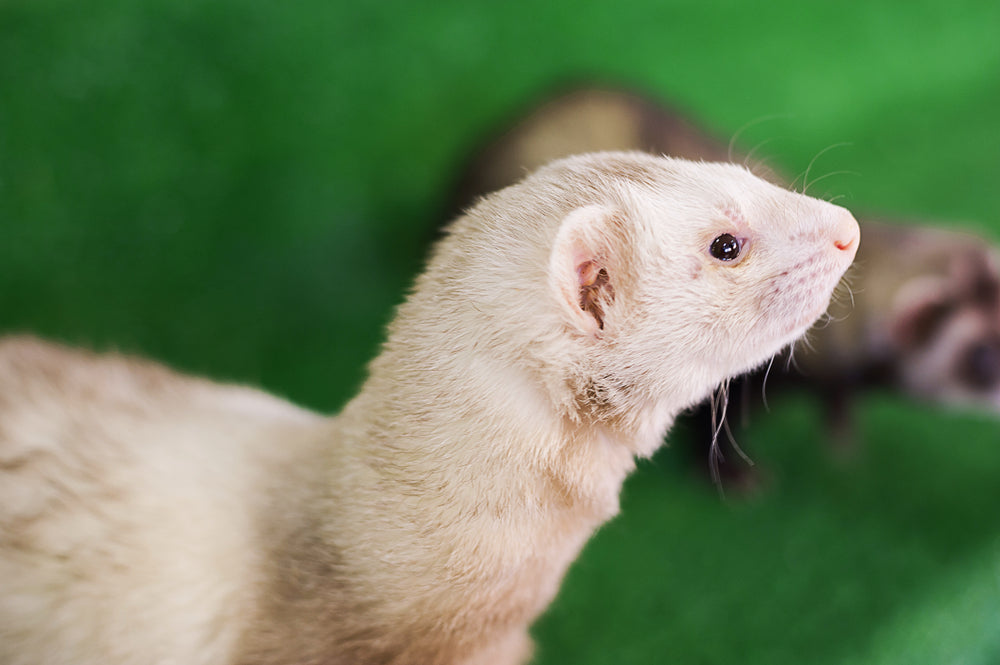 What Should Ferrets Eat? A Complete Ferret Nutrition Guide